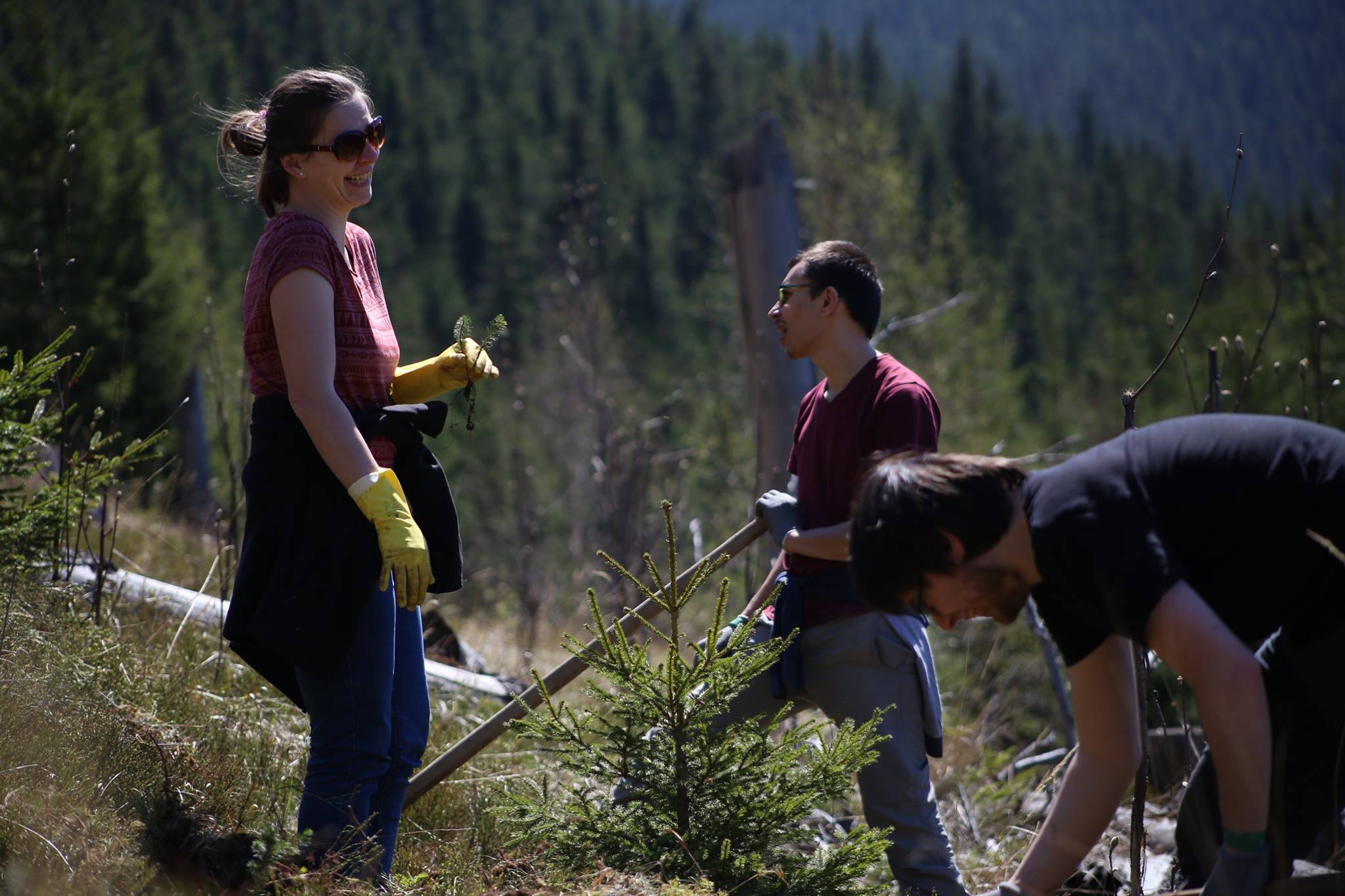 Paltinis 2018 Preview 2